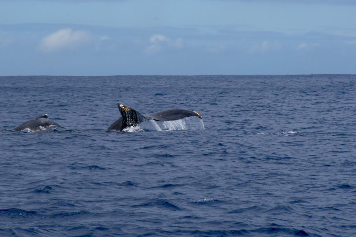 Wild Side Hawaii whale