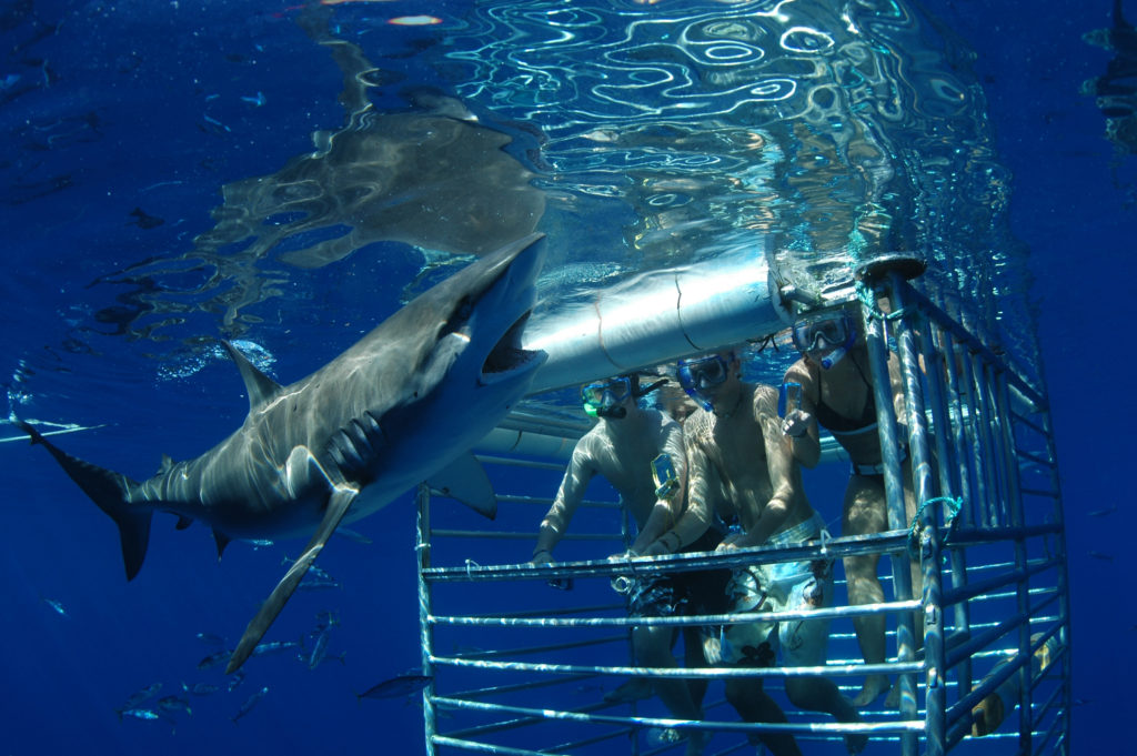 Galapagos Shark