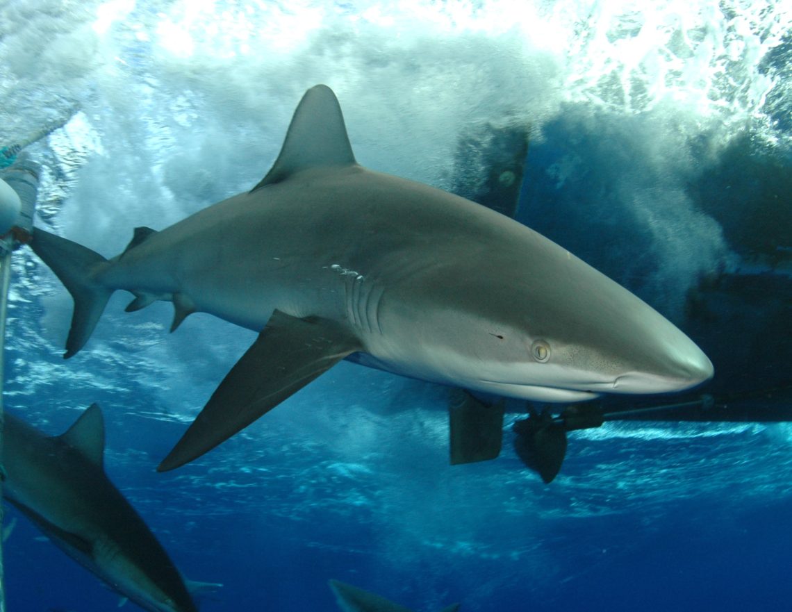 Galapagos Shark