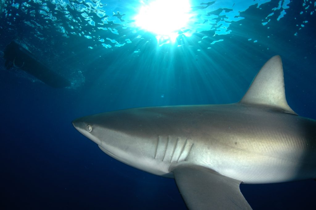 Galapagos Shark