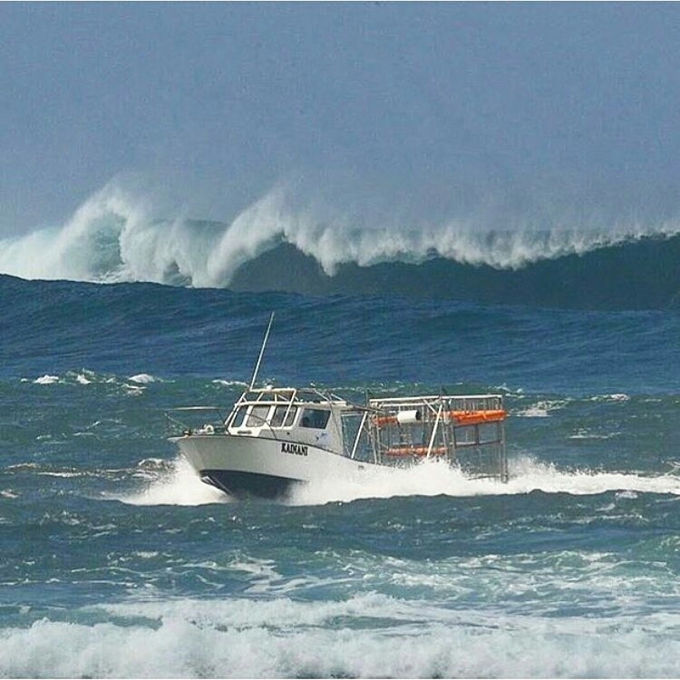 Hawaii Shark Encounter