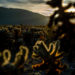 cholla cactus during sunset