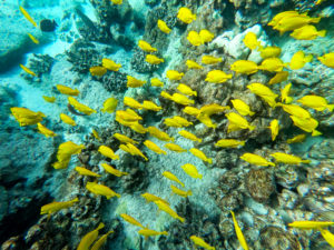 Snorkeling at Honaunau Bay - Two Step