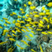 Snorkeling at Honaunau Bay - Two Step