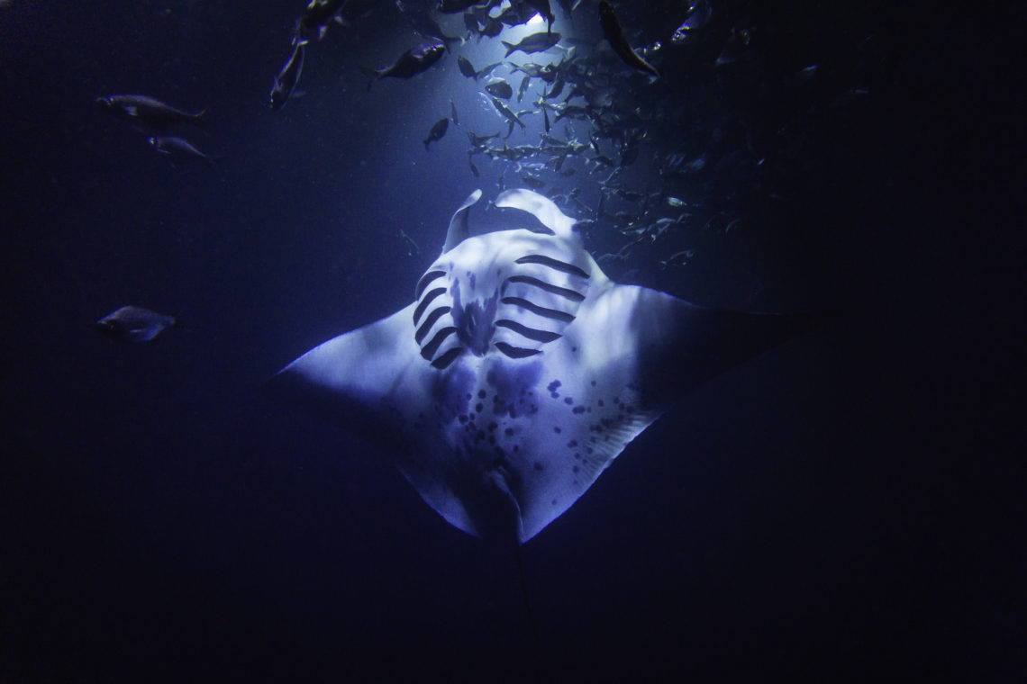 Late night Snorkel with Manta Rays with Big Island Divers, Kona