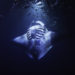 Late night Snorkel with Manta Rays with Big Island Divers, Kona