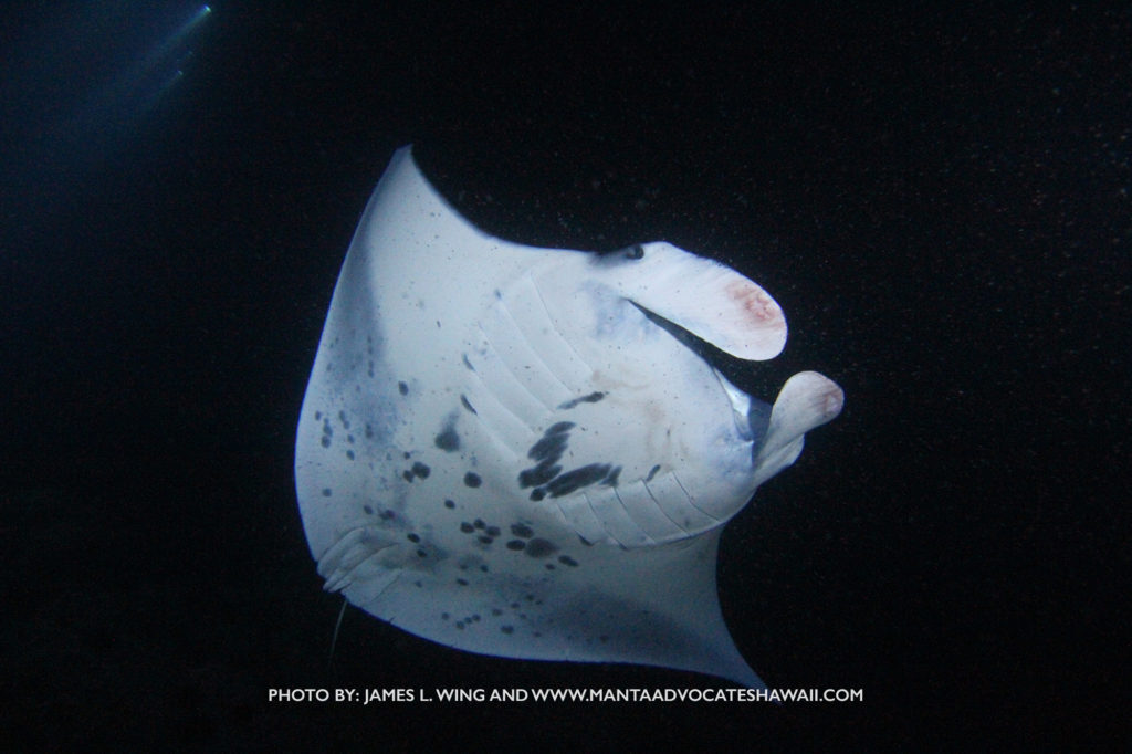 Manta Rays facts