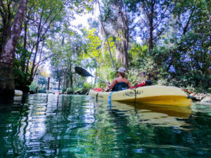 Kayak and Swim with the manatees at Three Sisters Springs, Crystal River, FL