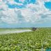 Airboat Ride with Wild Willy's Airboat Ride