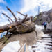 HIking Moro Rock in Sequoia National Park, CA in the snow