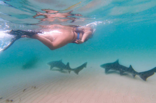 Swim With Leopard Sharks in La Jolla