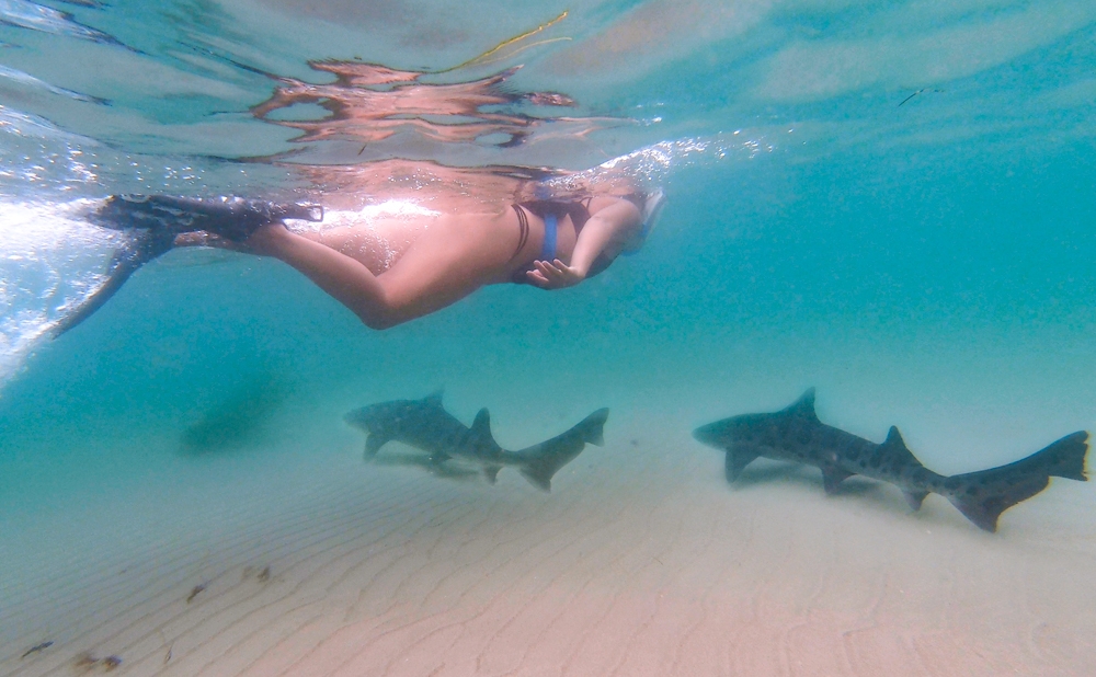 Swim With Leopard Sharks in La Jolla