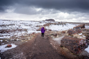 Crystal Forest, a Colorful Glimpse of Petrified Forest NP