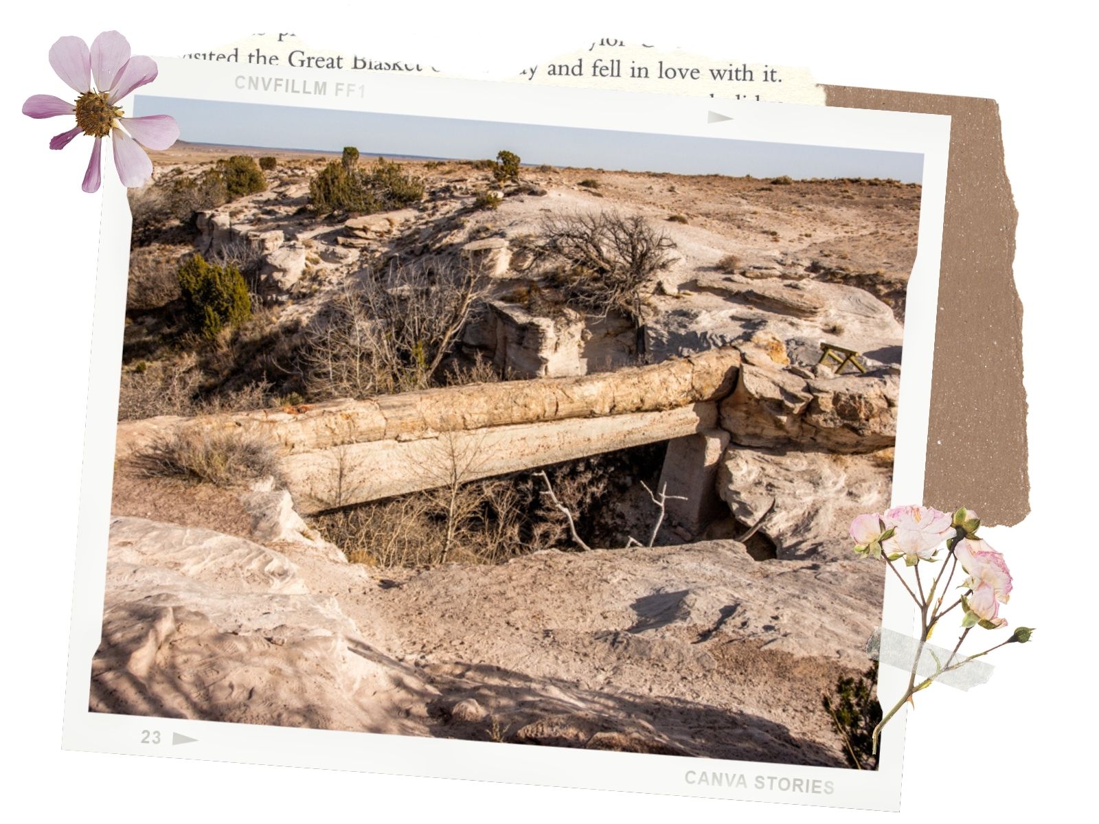 Petrified Forest National Park: Agate Bridge