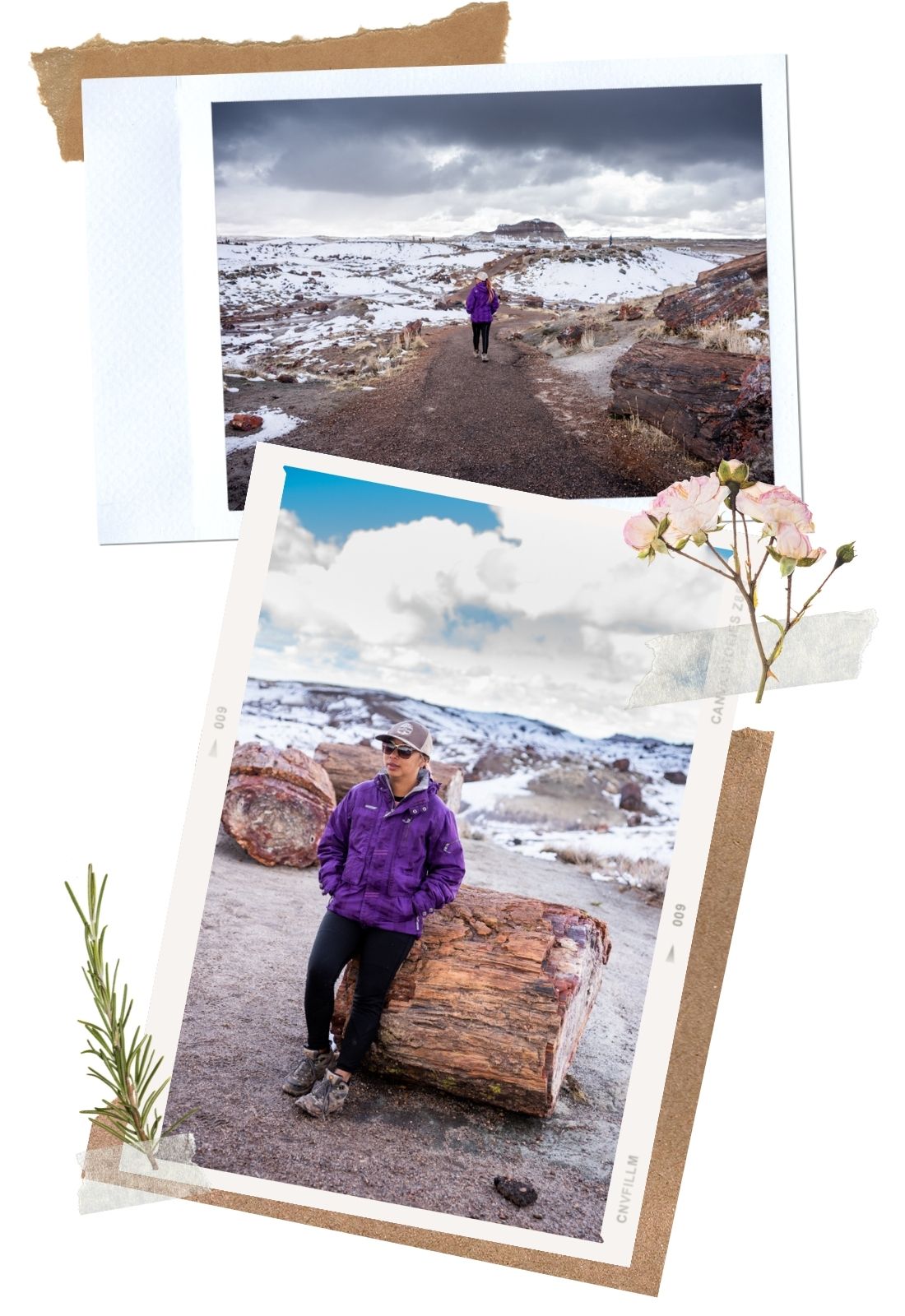 Petrified Forest National Park: Crystal Forest