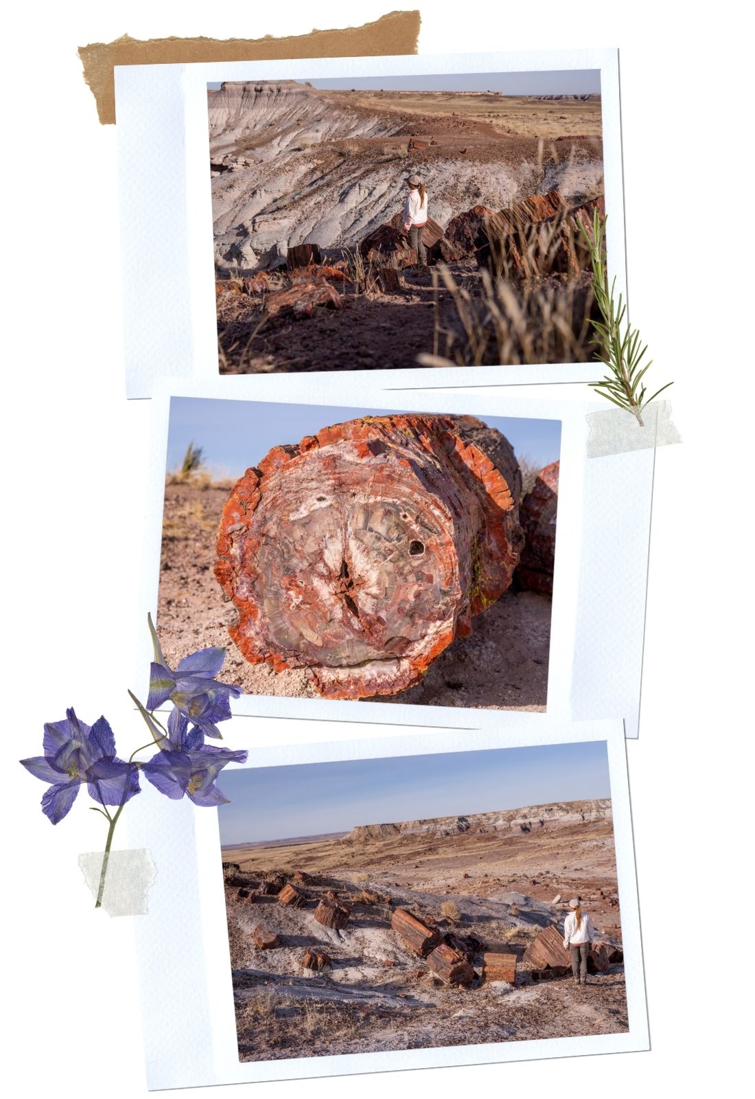 Petrified Forest National Park: Jasper Forest