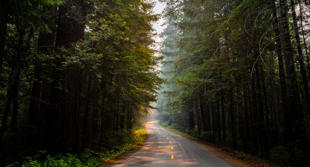 How to Visit Redwood National Park: Best 3-Day Itinerary