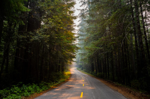 How to Visit Redwood National Park: Best 3-Day Itinerary