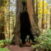 Lady Bird Johnson Grove, an Easy Hike to the Beautiful Redwoods