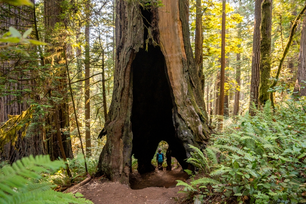 Lady Bird Johnson Grove, an Easy Hike to the Beautiful Redwoods