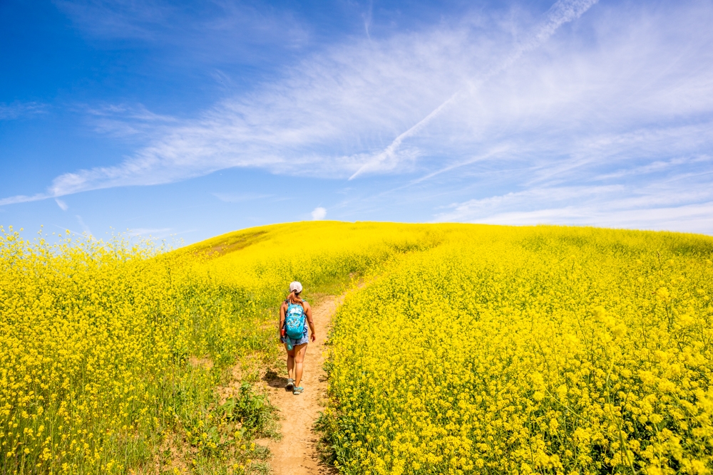 Where to See Wildflowers in Southern California this Spring, Chino Hills State Park