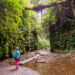 Fern Canyon, a Beautiful Hidden Paradise in Redwood State ParksFern Canyon, a Beautiful Hidden Paradise in Redwood State Parks