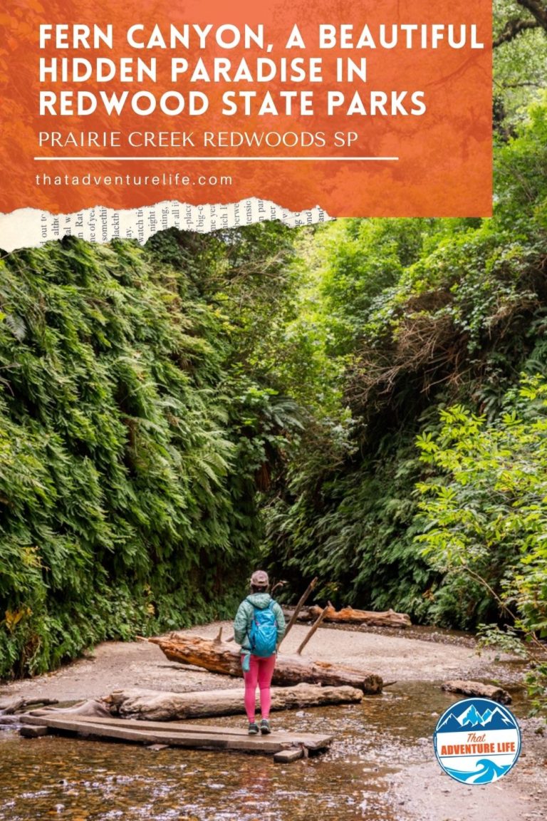 Fern Canyon, a Beautiful Hidden Paradise in Redwood State Parks Pin 3