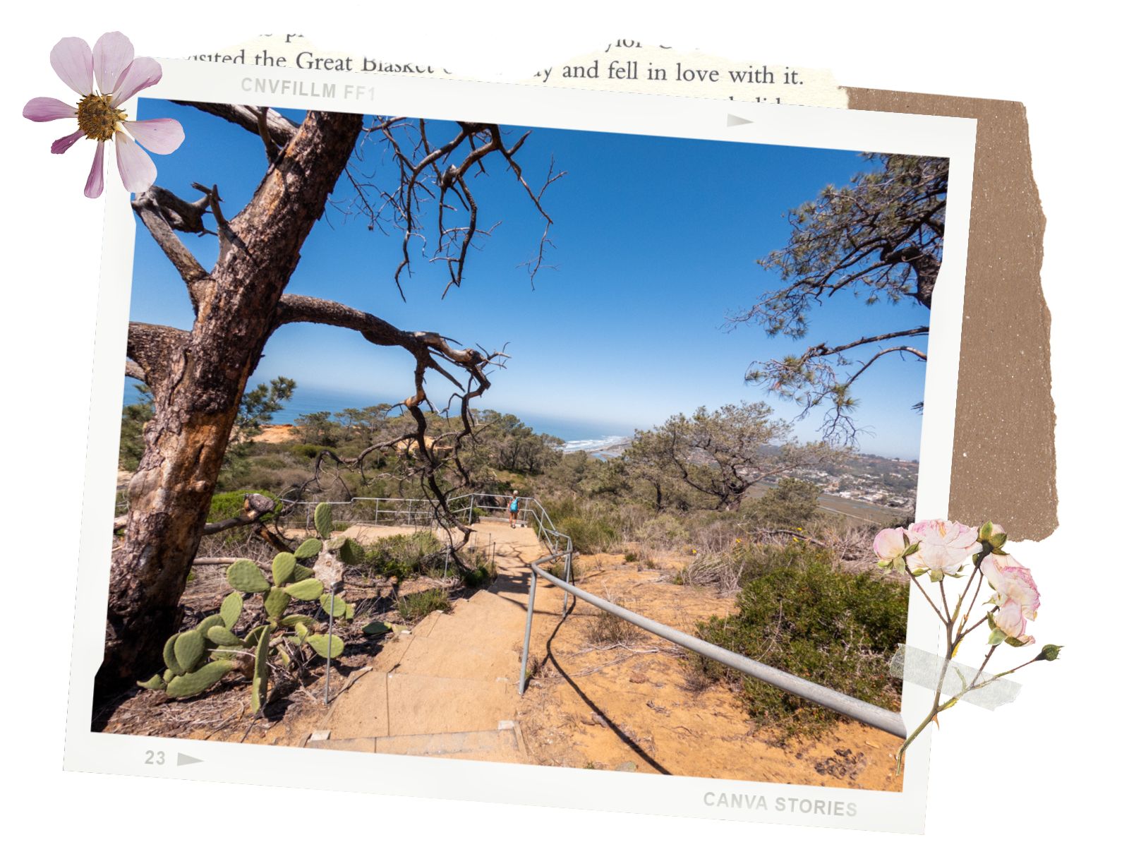 High Point Trail at Torrey Pines State Natural Reserve | La Jolla, CA