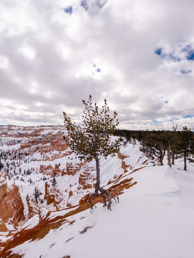 The Walking Tree at Sunrise Point in Bryce Canyon National Park