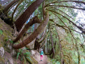 Quick Guide for Ancient Groves Nature Trail in Olympic NP, WA