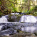 How to Hike Ludlow Falls Interpretive Trail in Port Ludlow, WA