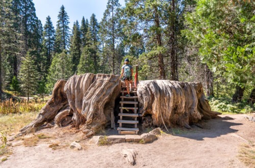 Big Stump Loop Trail in Kings Canyon National Park