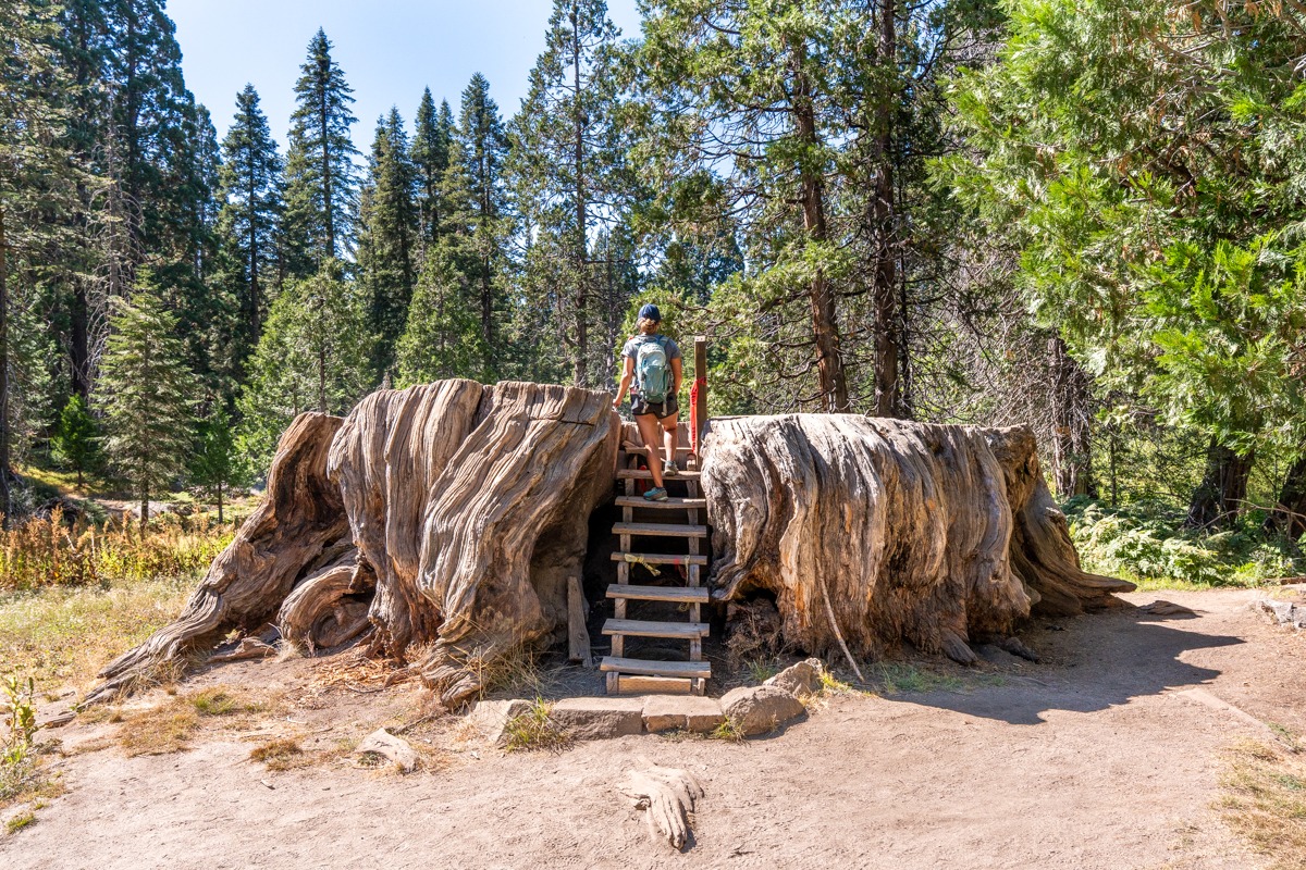 Big Stump Loop Trail in Kings Canyon National Park