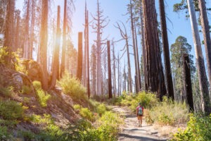 How to Hike North Grove and Sunset Loop, Kings Canyon National Park
