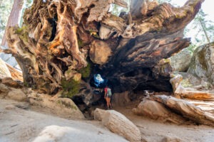 General Grant Tree , the Most Popular Trail in Kings Canyon National Park