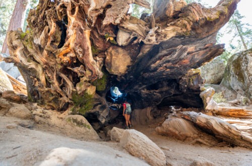 General Grant Tree , the Most Popular Trail in Kings Canyon National Park