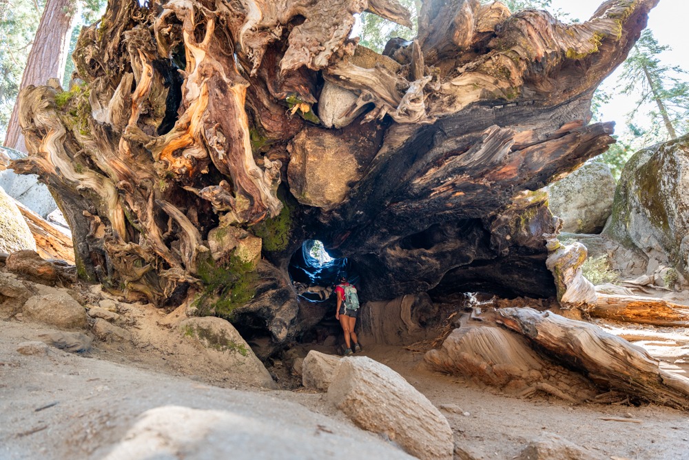 General Grant Tree , the Most Popular Trail in Kings Canyon National Park