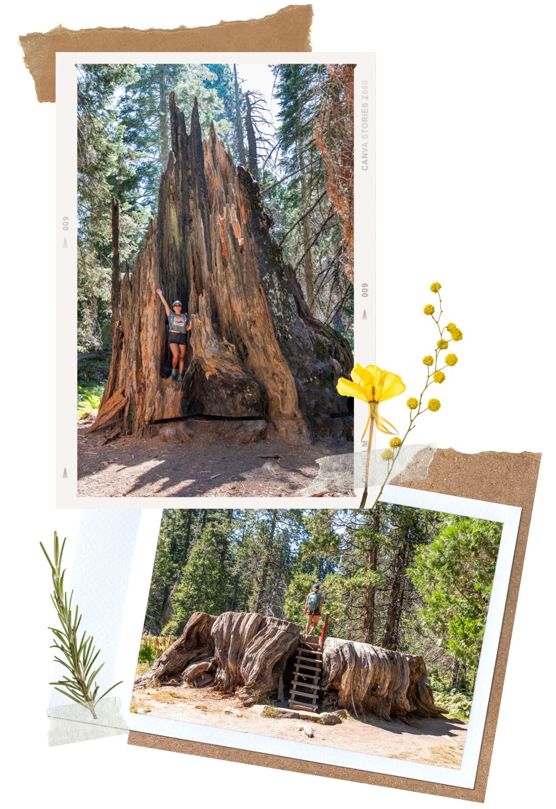 Big Stump Trail in Kings Canyon Scenic Byway in California