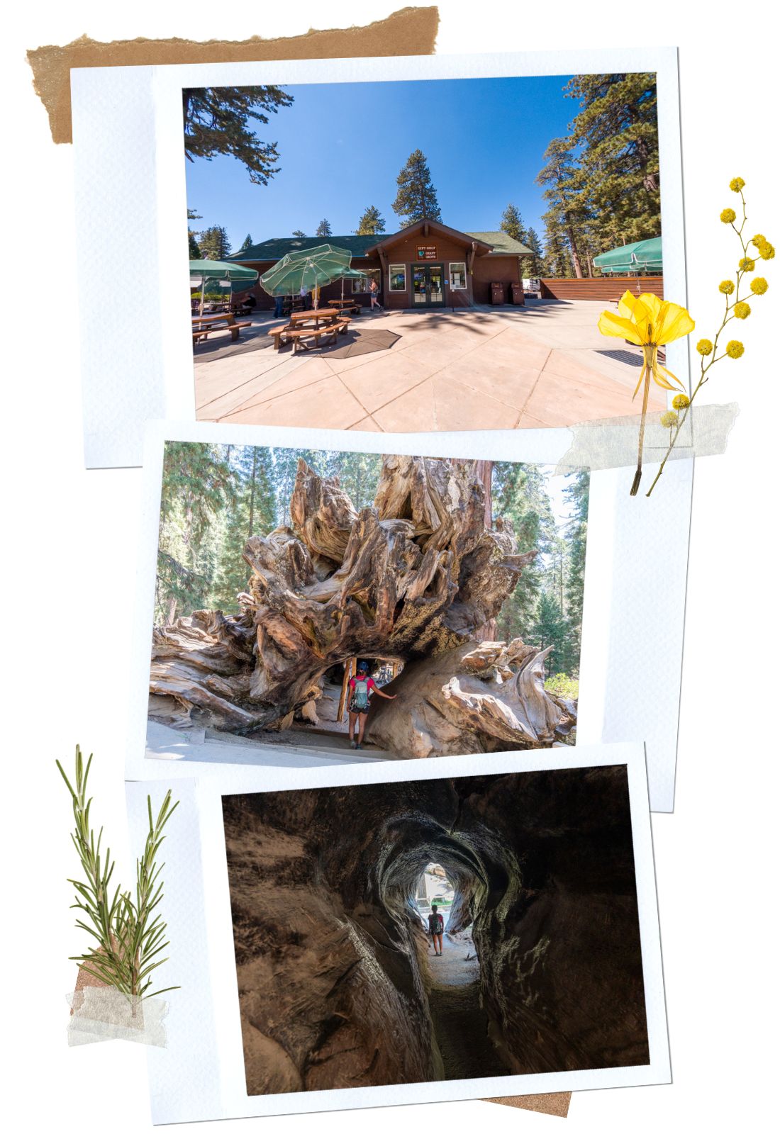 Grant Grove Area in Kings Canyon Scenic Byway in California