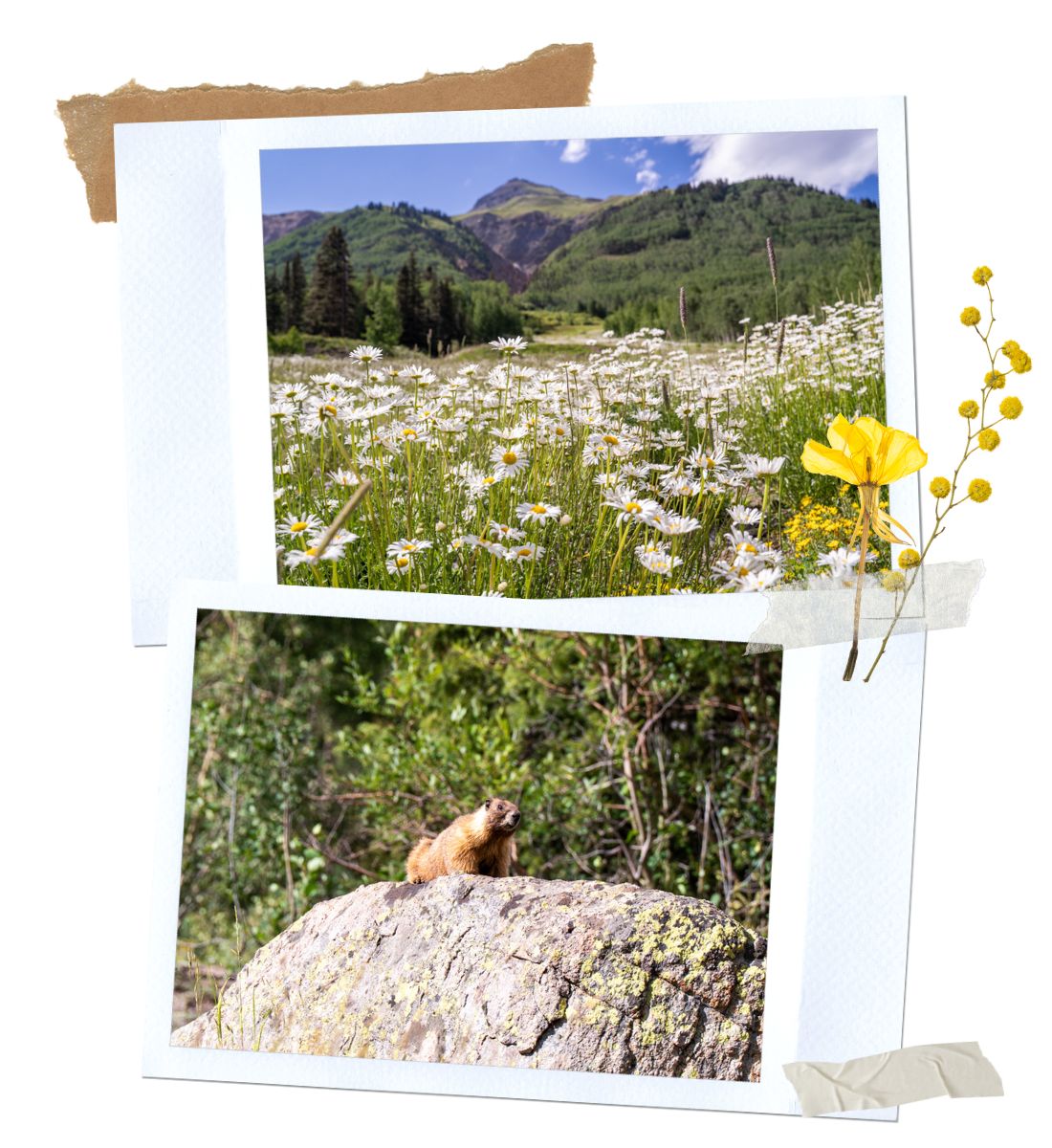 Wildflowers - Million Dollar Highway in Colorado