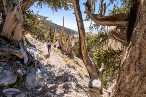 How to Hike Discovery Trail at Ancient Bristlecone Forest, Bishop, California