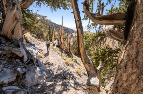 How to Hike Discovery Trail at Ancient Bristlecone Forest, Bishop, California