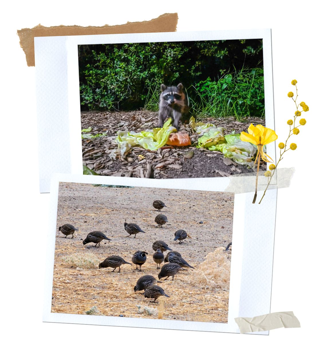 Camping at Pinnacles National Park