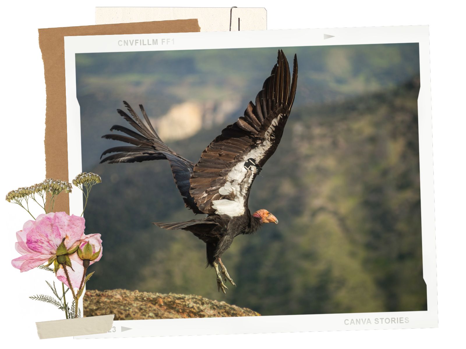 Condors at Pinnacles National Park